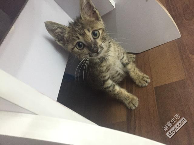 领养小猫最新步骤指南，从申请到领养全攻略