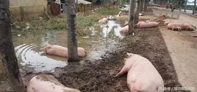 泄洪最新视频揭秘，小巷中的独特美食探秘之旅