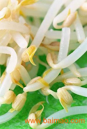 豆芽价格走势解析，市场趋势、影响因素与选购指南