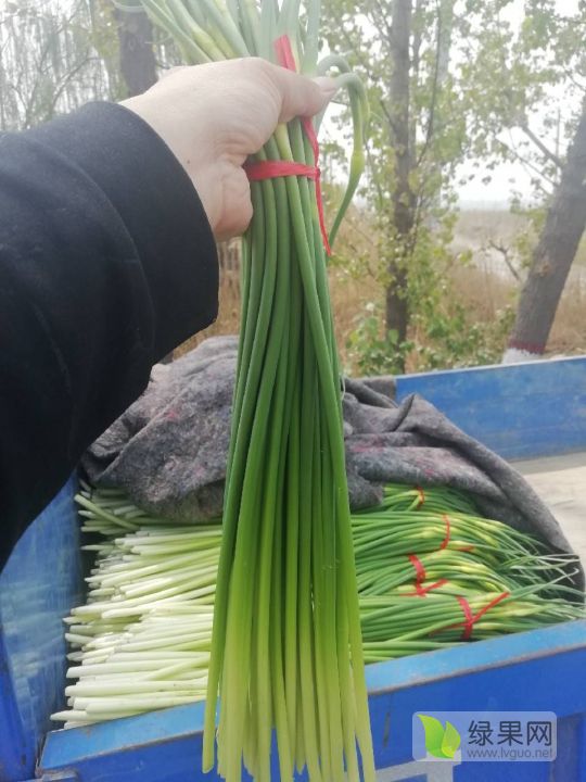 蒜苗产地价格动态，小巷深处的绿意盎然与独特风味小店的价格走势