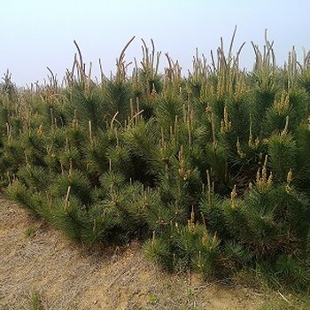 最新油松行情概览，市场走势、种植前景与案例分析分析