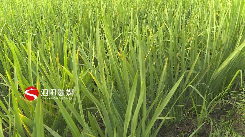 第514页