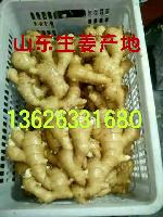 莱州大姜最新价格揭秘，小巷深处的姜香宝藏今日行情更新