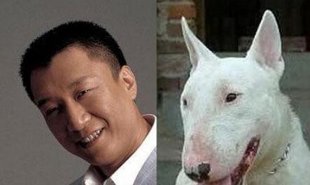 娱乐圈的犬系偶像，长相似狗的明星们